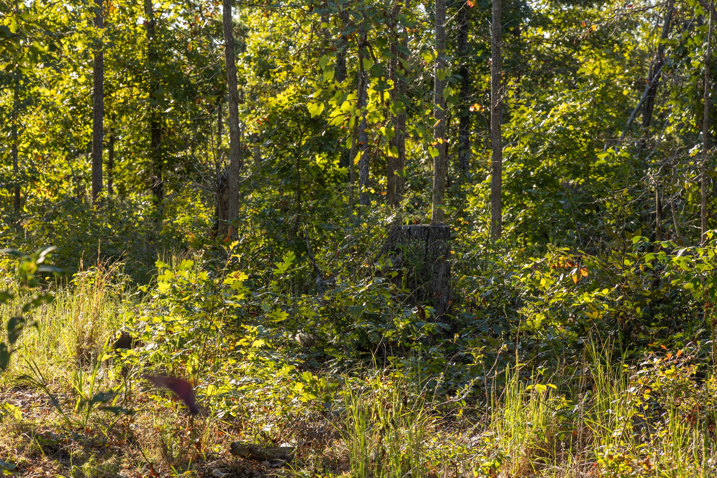 Tract 1 at Fox Hollow in Reynolds County, Missouri