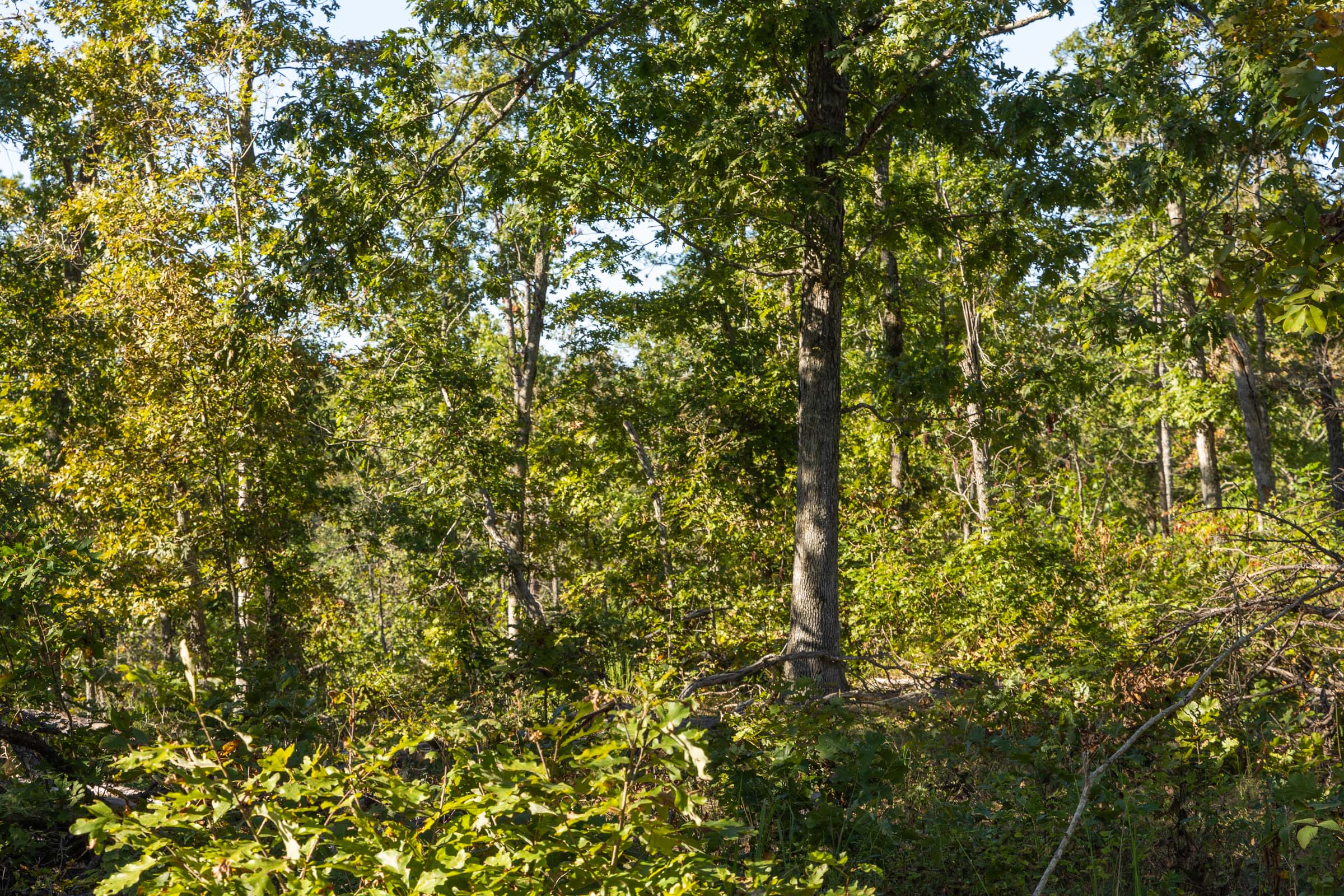 Tract 10 at Fox Hollow in Reynolds County, Missouri