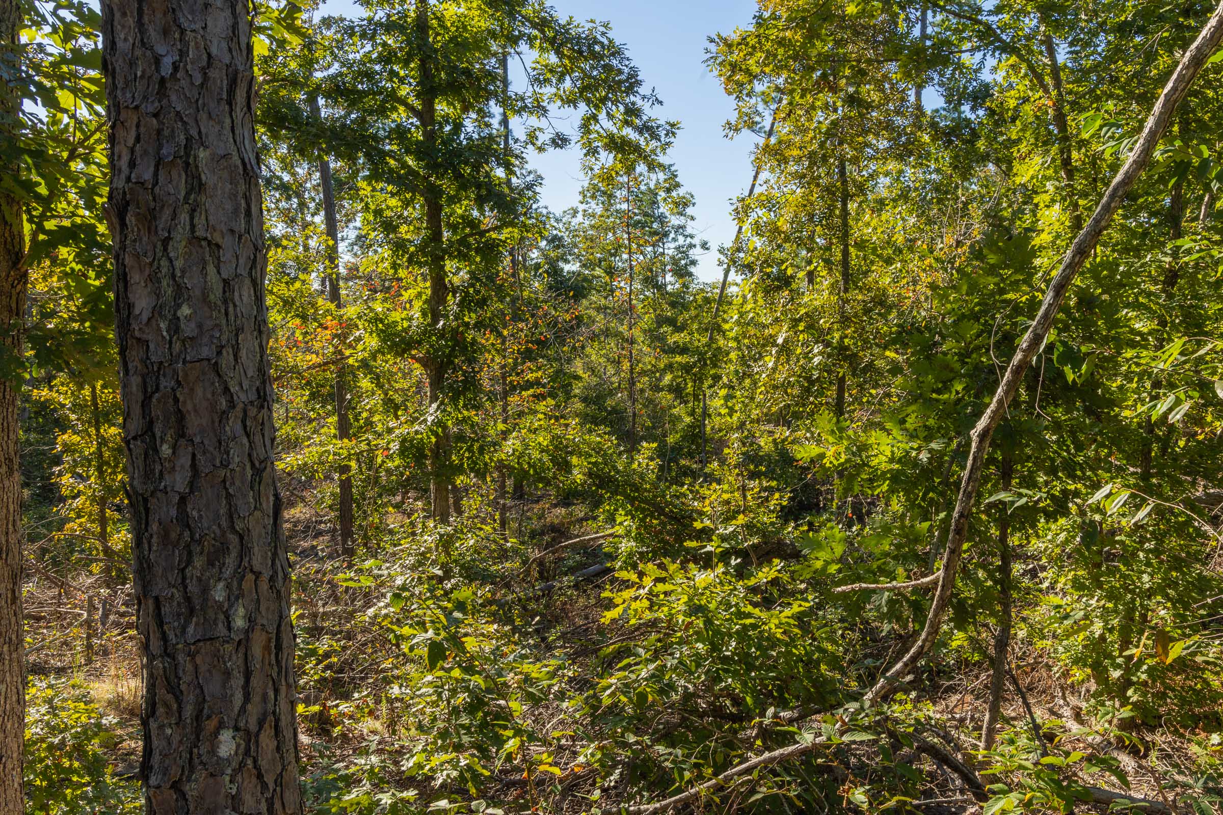 Tract 14 at Fox Hollow in Reynolds County, Missouri