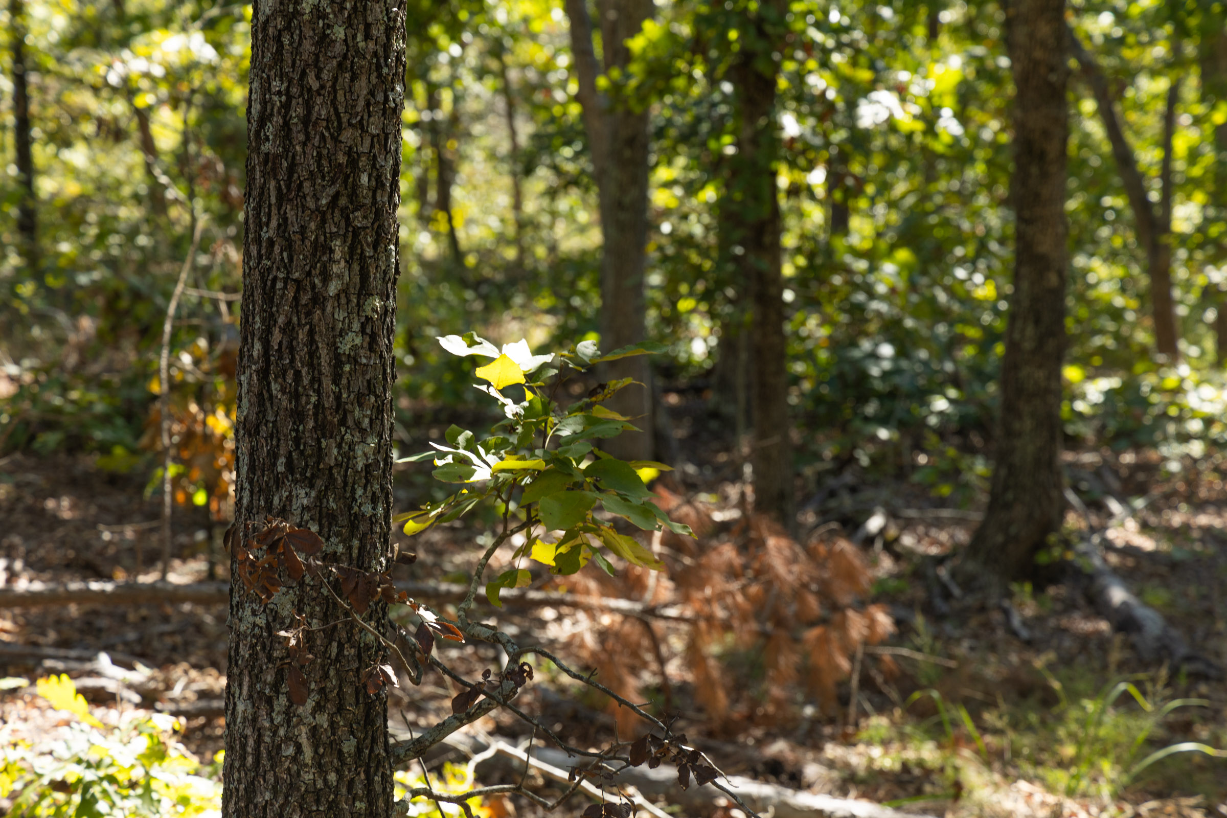 Tract 4 at Fox Hollow in Reynolds County, Missouri