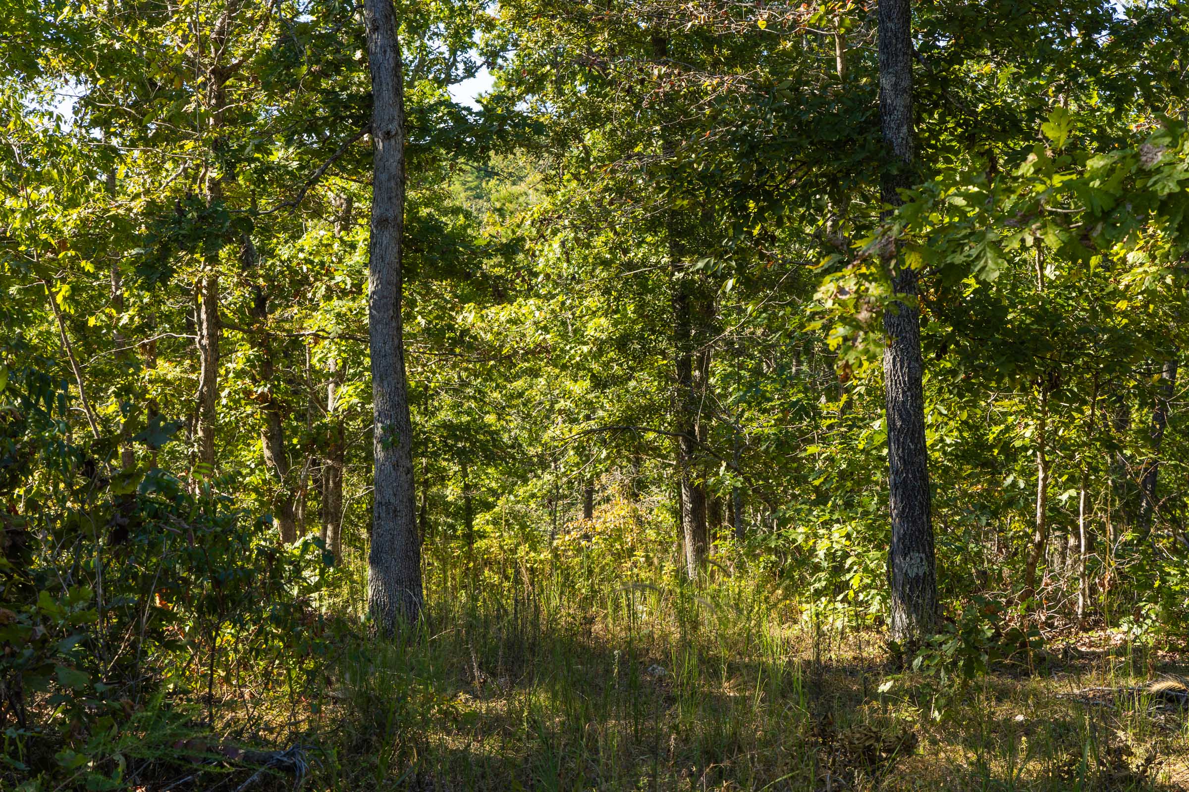 Tract 7 at Fox Hollow in Reynolds County, Missouri